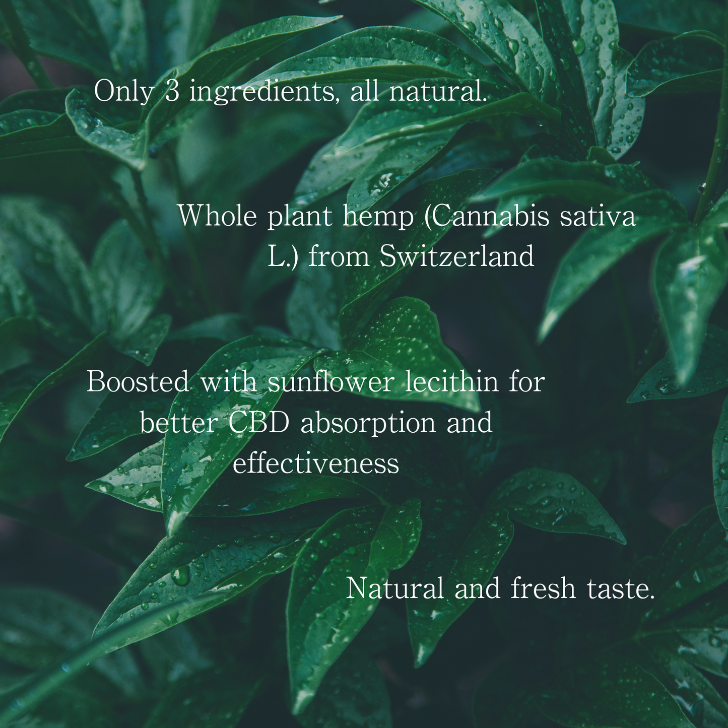 CBD Matcha Powder (1000mg CBD) – Coming Soon